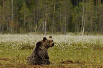 Image: Monitoraggio-genetico-dell-orso-in-Trentino-premiata-tesista-FEM_large (2)