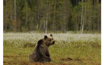 Immagine: Monitoraggio-genetico-dell-orso-in-Trentino-premiata-tesista-FEM_large