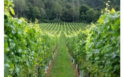 Immagine: Mueller-Thurgau-sono-i-tioli-varietali-che-rendono-unico-l-aroma-di-questo-vino_large