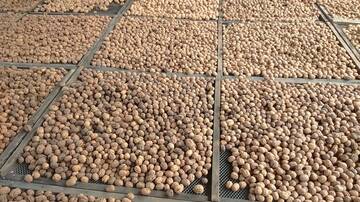 La carta di identità della Noce del Bleggio protagonista sulla rivista Plants La carta di identità della Noce del Bleggio protagonista sulla rivista Plants