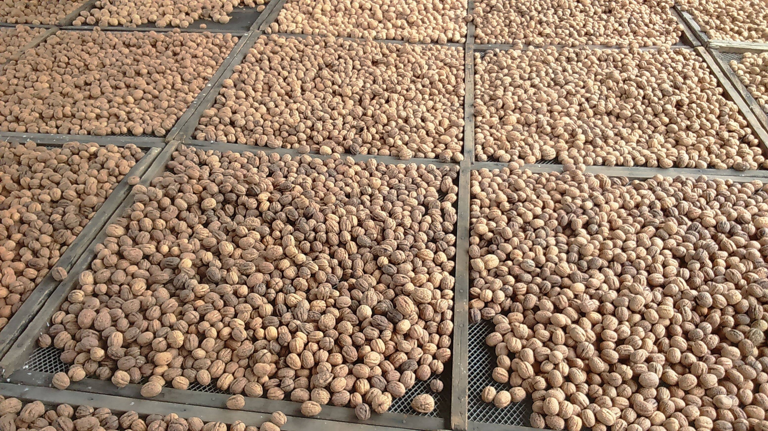 Immagine: noce del bleggio