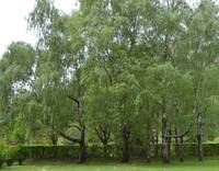 Image: parco (1)