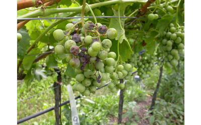 Image: peronospora su grappolo2