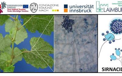 Image: Picture_SIRNACIDE_Project