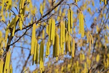 Image: Pollini-e-allergie-in-arrivo-una-App-con-notifiche-tempestive-e-allerte-personalizzate_large