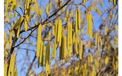 Image: Pollini-e-allergie-in-arrivo-una-App-con-notifiche-tempestive-e-allerte-personalizzate_large
