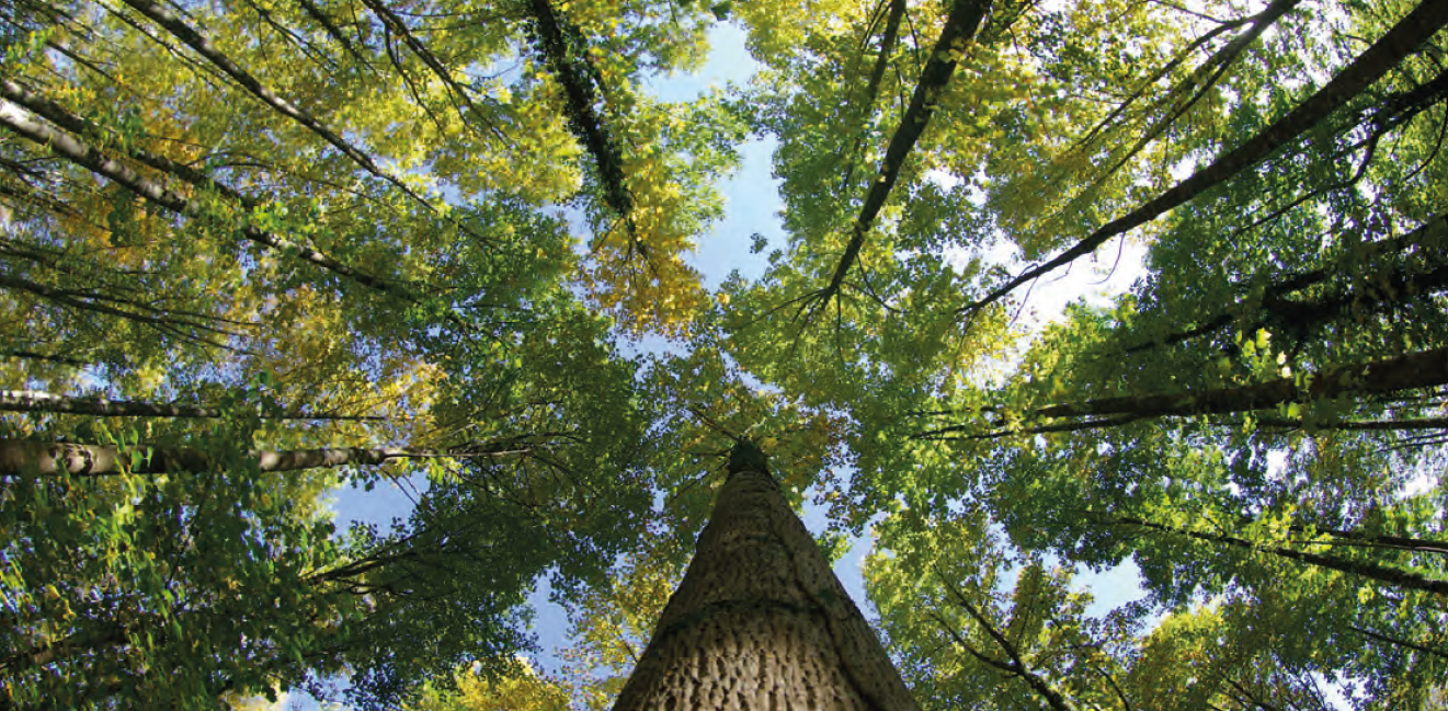 Image: precision forestry