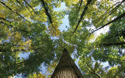 Image: precision forestry