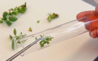 Image: Premiata-la-ricerca-FEM-per-gli-studi-innovativi-in-agricoltura_popup