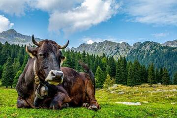 La storia genetica delle valli dolomitiche: i Rendeneri e i loro bovini