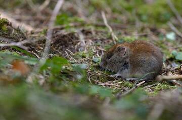 Rodents, Ticks and Vector-Borne Diseases: International Workshop Held in Tonadico