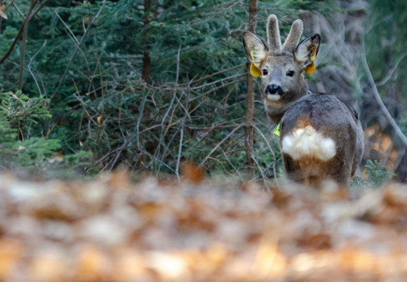 Experimental evidence of memory-based foraging decisions in a large wild mammal