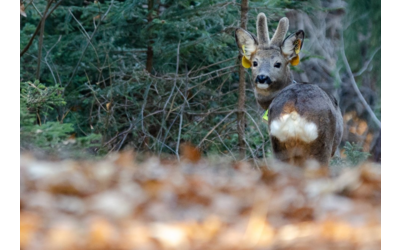 Image: roedeer (1)