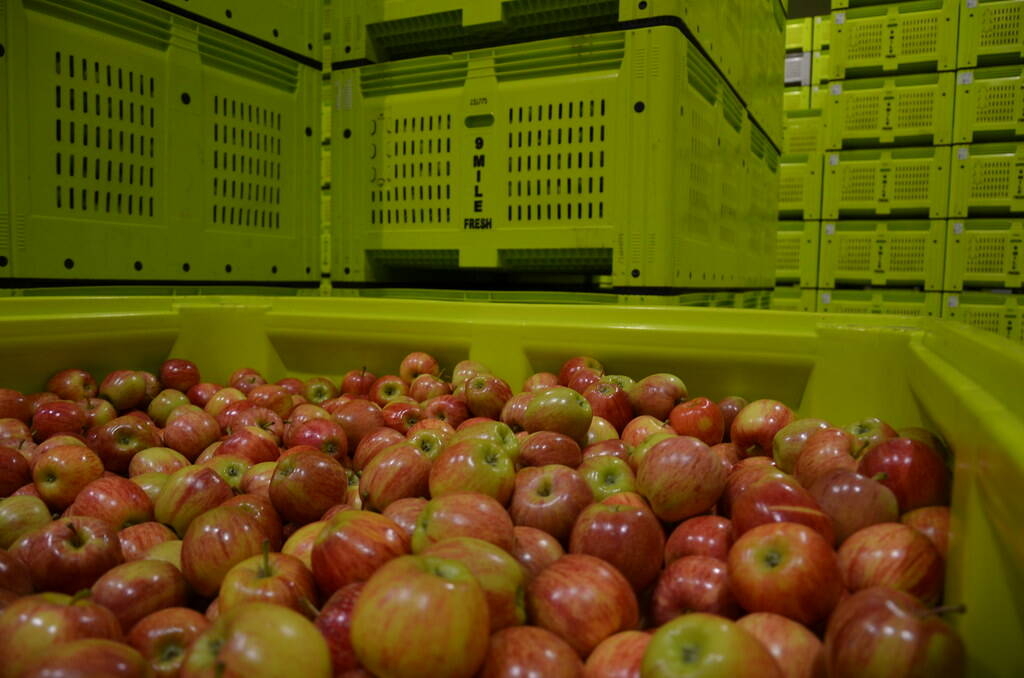 Image: Royal Gala apples_Flickr