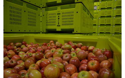 Image: Royal Gala apples_Flickr