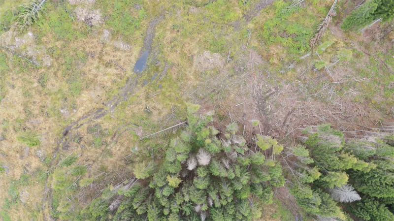 A come Alpi _ Le foreste trentine tra 50 anni