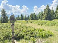 Immagine: Sensori acustici e fototrappole andranno a monitorare il paesaggio sonoro di alcune aree boschive del Trentino e della Lombardia