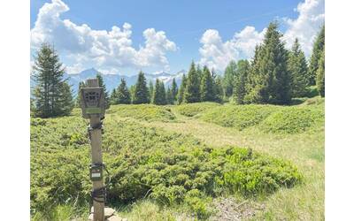 Image: Sensori acustici e fototrappole andranno a monitorare il paesaggio sonoro di alcune aree boschive del Trentino e della Lombardia