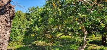 Sequenziato il genoma del limone varietà “Femminello Siracusano”