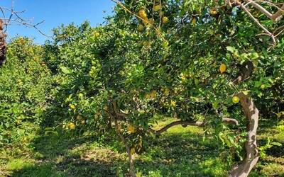 Limone femminello siracusano