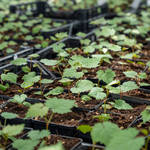 Image: Serra-FEM-Foto-Marco-Parisi-19-DSC09774