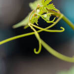 Image: Serra-FEM-Foto-Marco-Parisi-21-_MAP4421