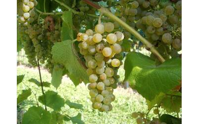 Image: Solaris fronte - br