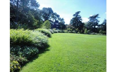 Image: Tappeto_erboso_parco (1)