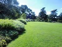 Image: Tappeto_erboso_parco (1)