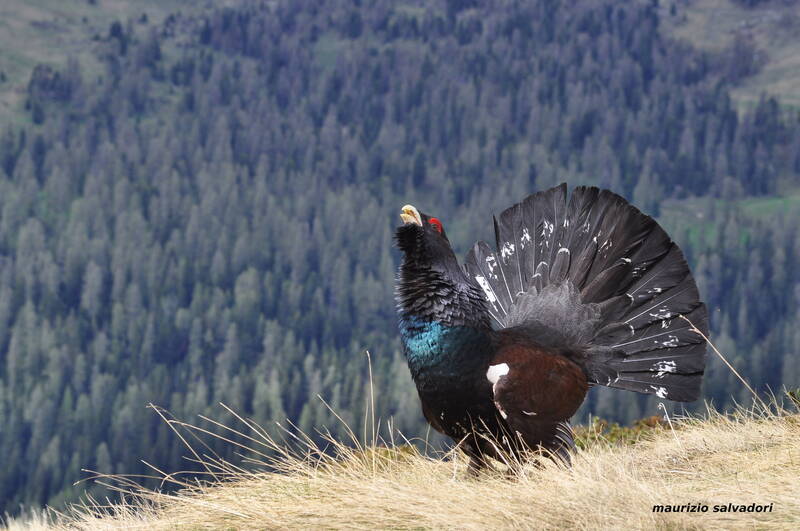 Conservation Genomics