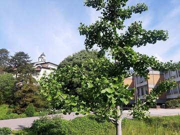 FEM hosts the final meeting of Alptrees project on non-native tree species in the alpine area
