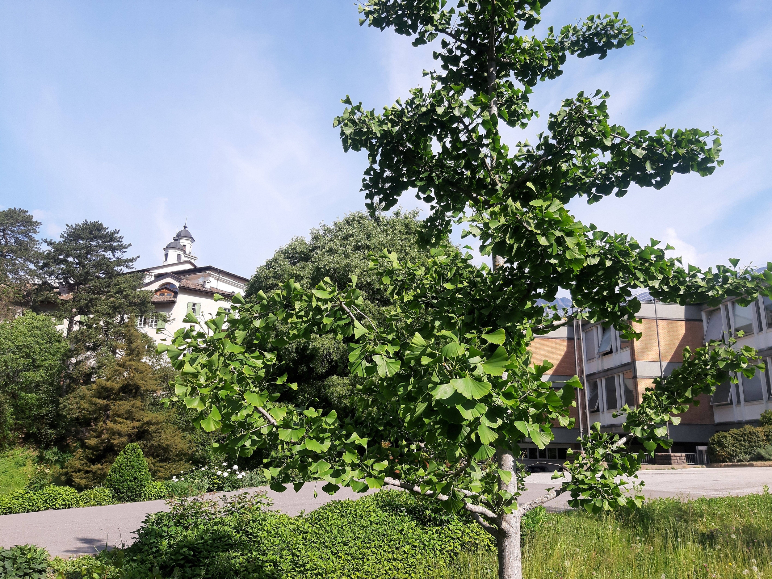 Image: un albero non nativo -campus FEM (1)