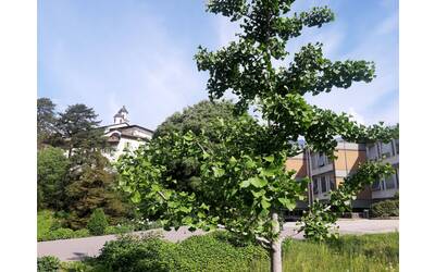 Image: un albero non nativo -campus FEM (1)