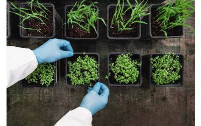 Image: Unità-bioeconomia-2022-Foto35.Test di accrescimento in vaso2