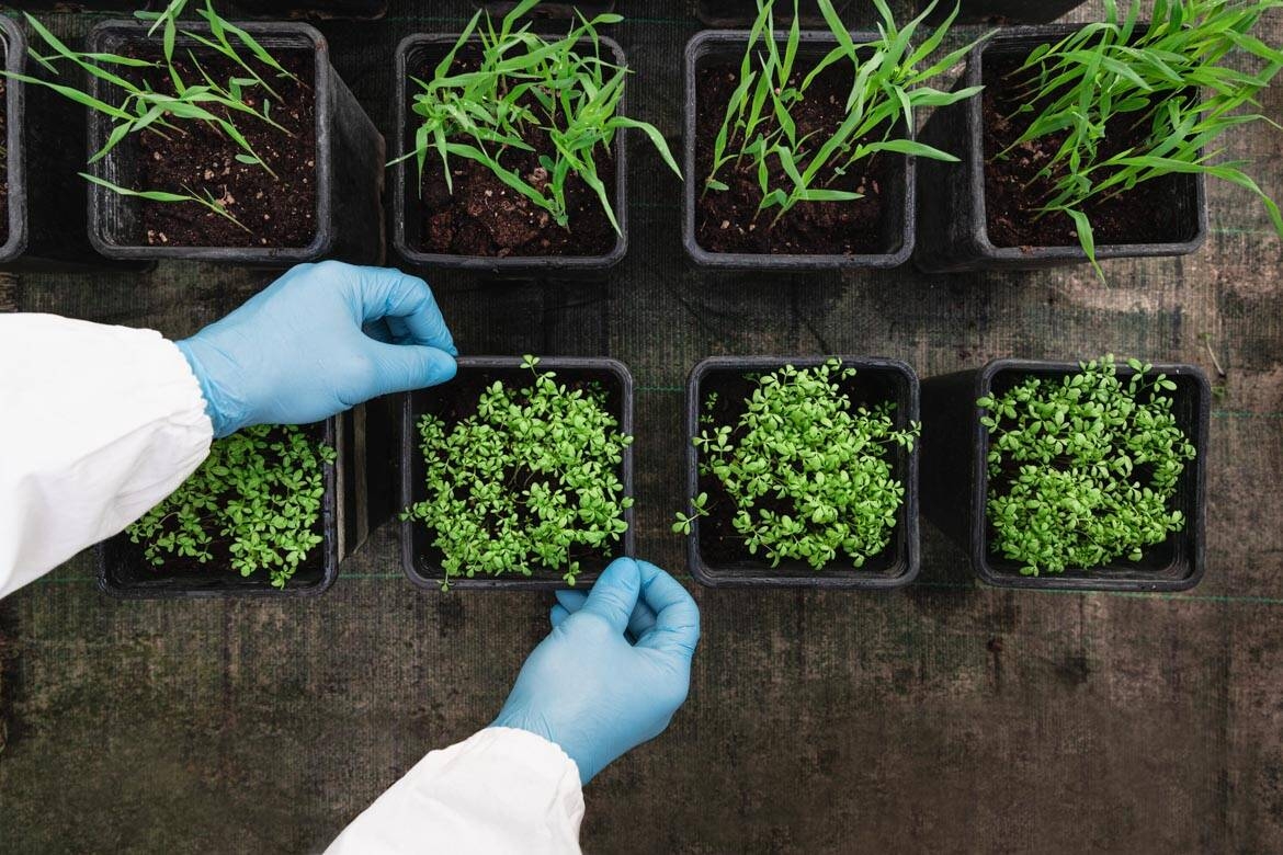 Image: Unità-bioeconomia-2022-Foto35.Test di accrescimento in vaso2