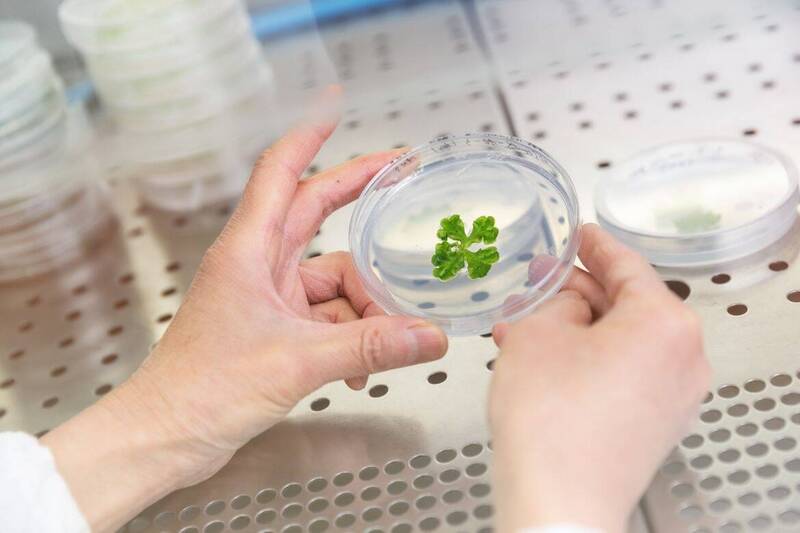 BRYOMOLECULES esplora il potenziale delle briofite per i settori cosmetico e farmaceutico