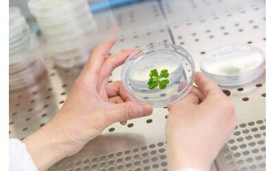 Image: Unità-Ecogenomica-2022-Foto-Marco-Parisi-5_Marchantia heavy metals (3)