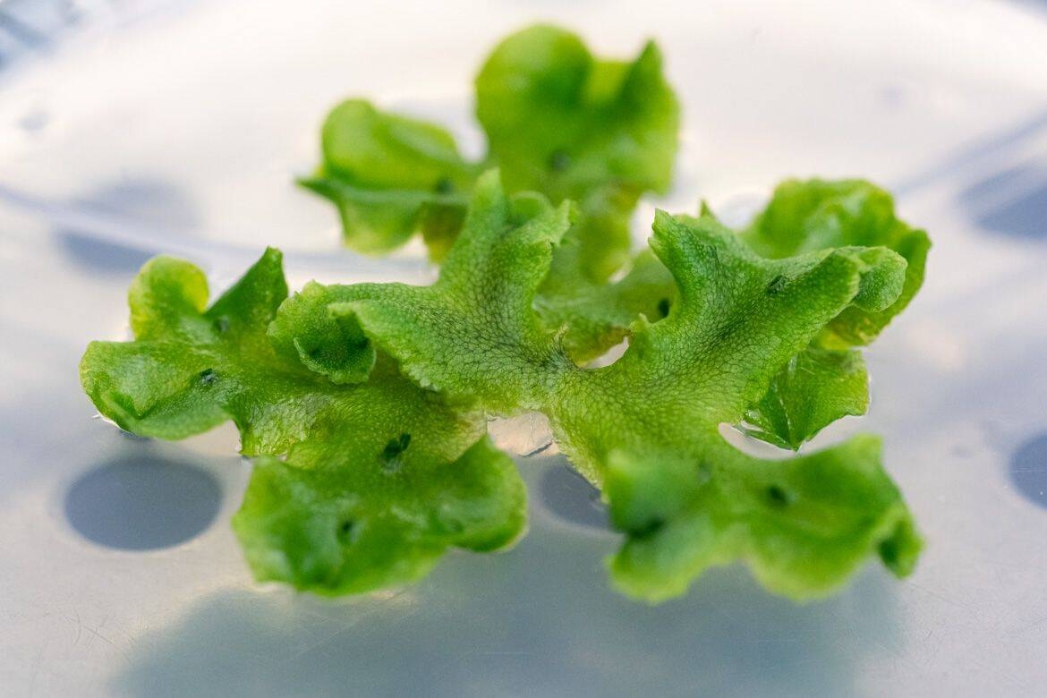 Image: Unità-Ecogenomica-2022-Foto-Marco-Parisi-6_Marchantia (3)
