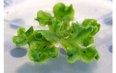 Image: Unità-Ecogenomica-2022-Foto-Marco-Parisi-6_Marchantia (3)