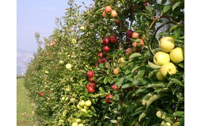 Image: Variabilità colore frutti