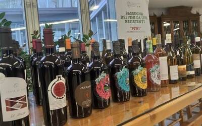 Image: vini-piwi_popup