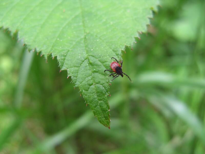 Applied Ecology